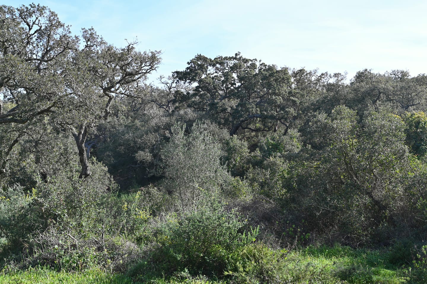 Cork oak (Quercus suber) woodland near Sotogrande, Andalusia, Spain, shown as local context near VILLA NOON