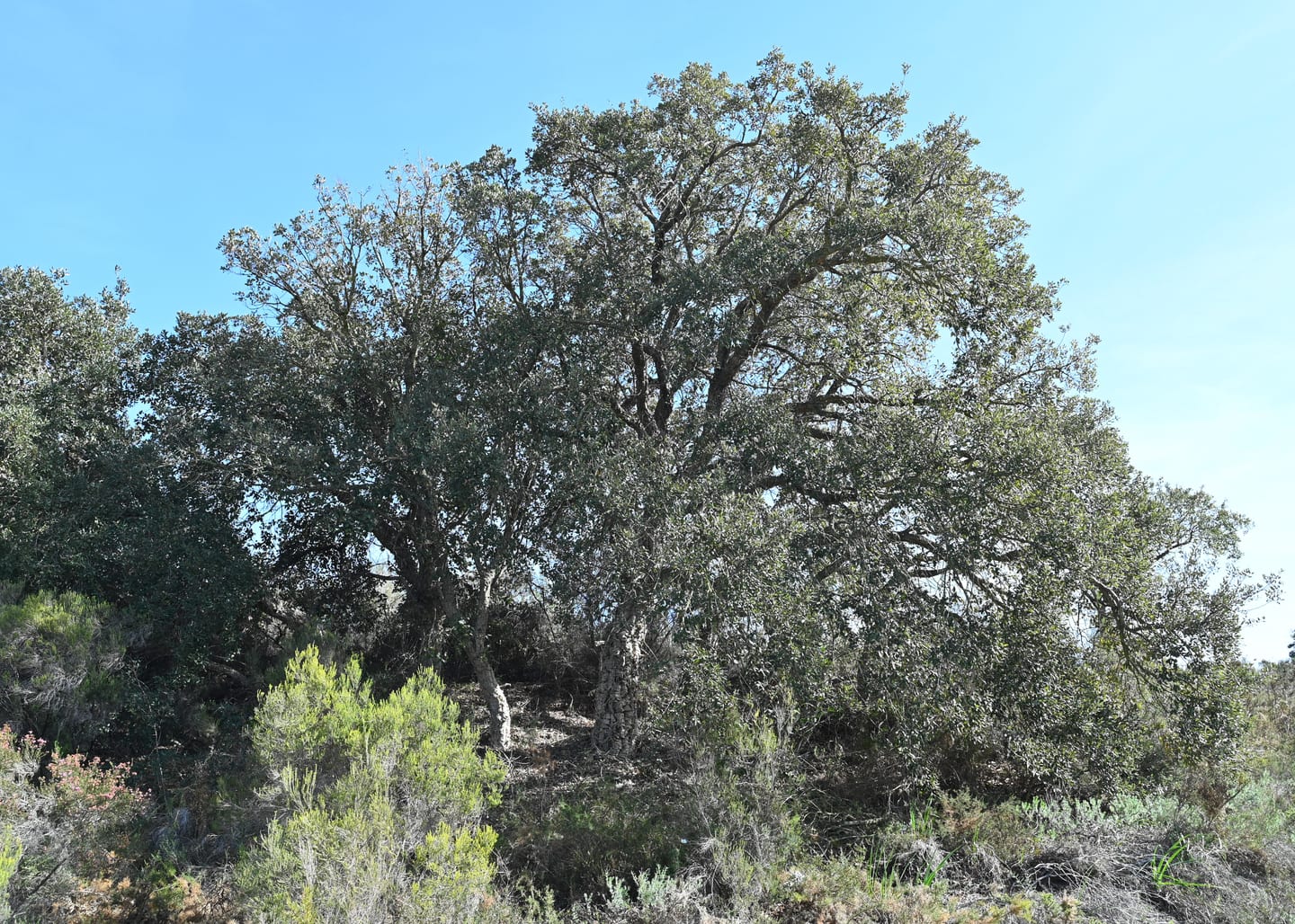 Mature cork oak (Quercus suber) in Mediterranean scrubland near Sotogrande, Andalusia, shown as local context near AZAHAR NATURE
