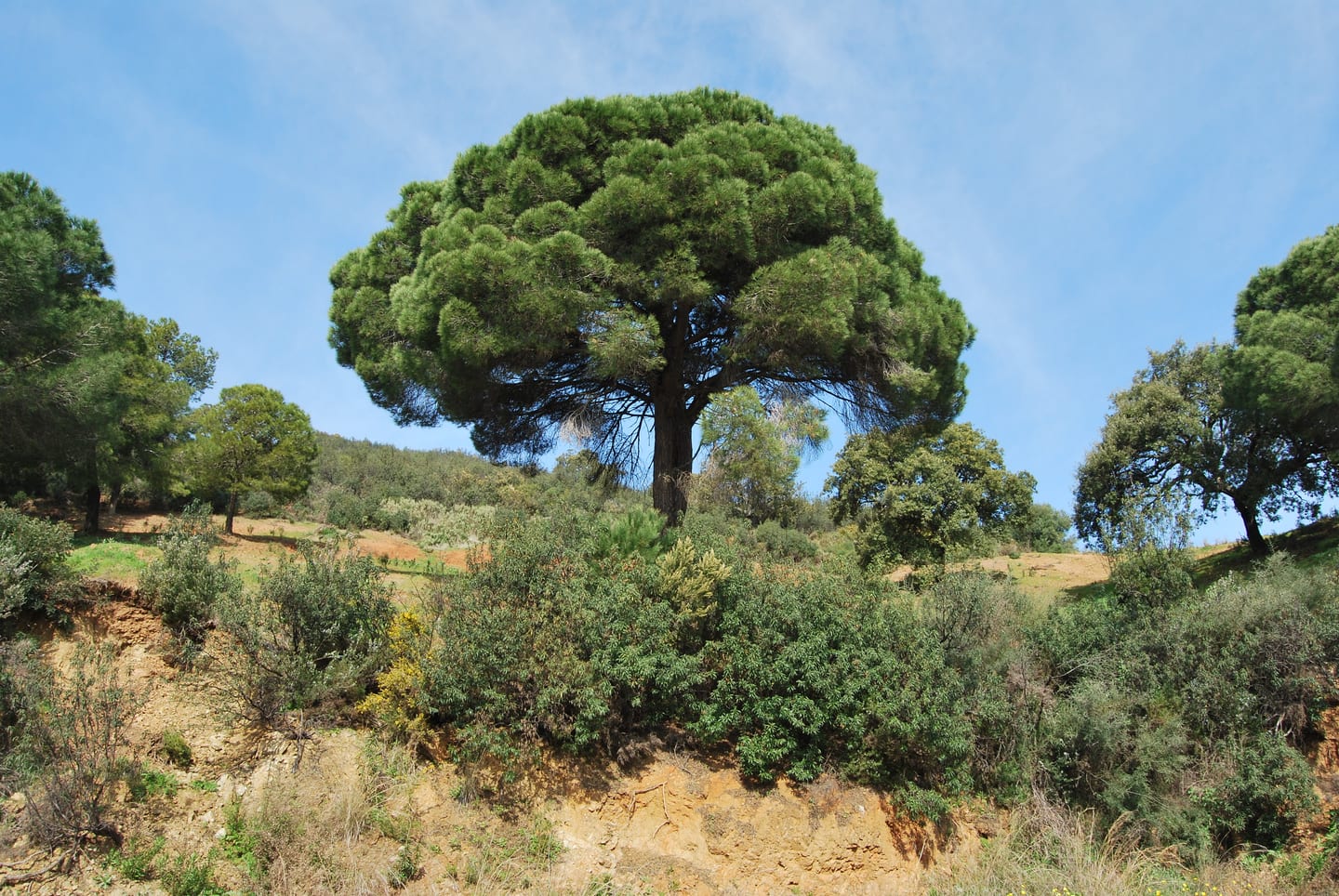 Mediterranean pine and scrubland hillside landscape near Elviria, Costa del Sol, shown as local context near SERENITY HILLS